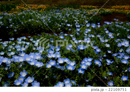 ネモフィラ・インシグニスブルー 22109751