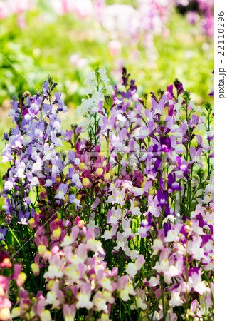 リナリア 22110296