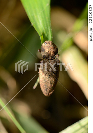 コメツキムシ・米搗虫の写真素材 [22110857] - PIXTA