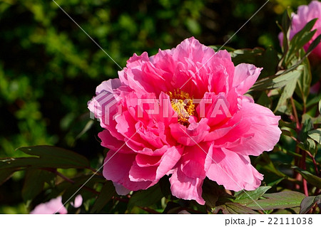 ピンク色の牡丹の花の写真素材