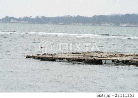 牡蠣の養殖 22111253