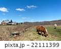 Horses Grazing in the Pasture Horses Grazing in the Pasture 22111399