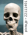 Scary Skeleton Skull Scary Skeleton Skull 22111401