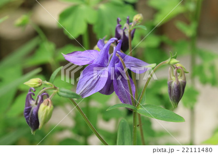 オダマキ 22111480