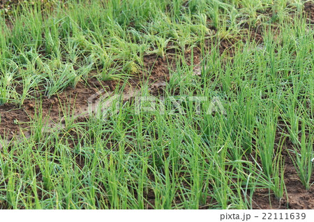spring onion plants in growth spring onion plants in growth 22111639