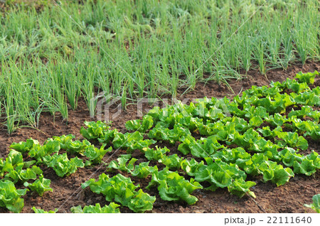 variety vegetable plants in growth   22111640
