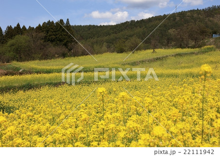 菜の花畑 22111942