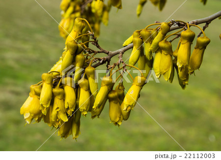 Kowhai Flowers Kowhai Flowers 22112003