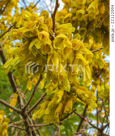 kowhai Flowers 22112004