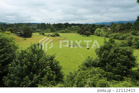 Lush Pasture 22112415