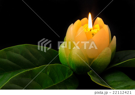Magnolia Candle Flower Magnolia Candle Flower 22112421
