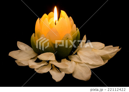 Magnolia Candlelight 22112422
