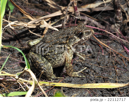 ツチガエル 22112717