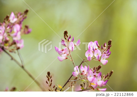 ウンナンハギの花 ウンナンハギの花 22112866