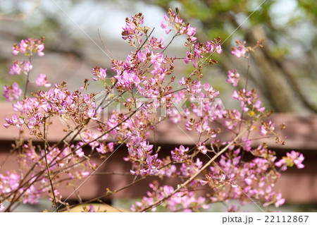 ウンナンハギの花 ウンナンハギの花 22112867