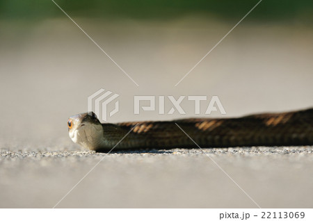 シマヘビ 22113069