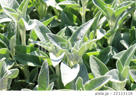 ラムズイヤー 22113116