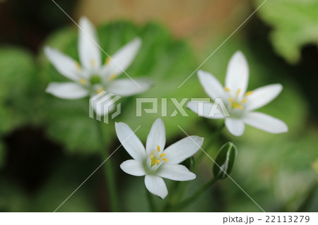 オオアマナとユキノシタの葉 オオアマナとユキノシタの葉 22113279