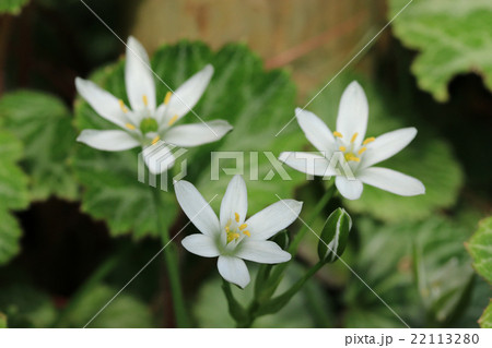 オオアマナとユキノシタの葉 22113280