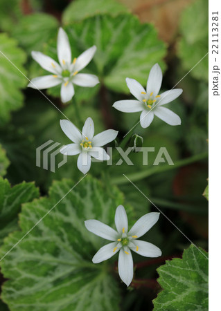 オオアマナとユキノシタの葉 22113281