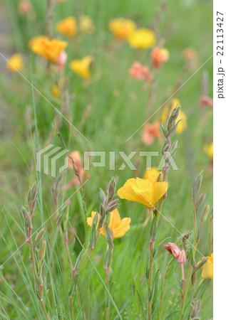 マツヨイグサ 22113427