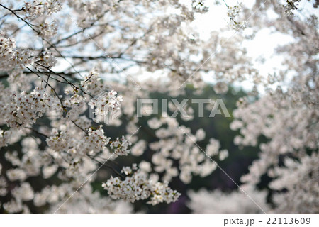cherry blossom of spring 22113609