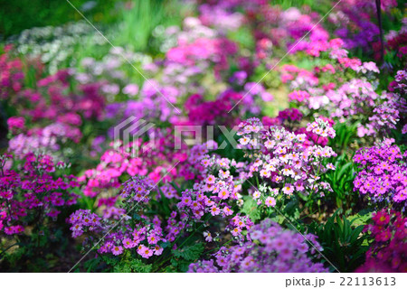 milk vetch of  spring 22113613