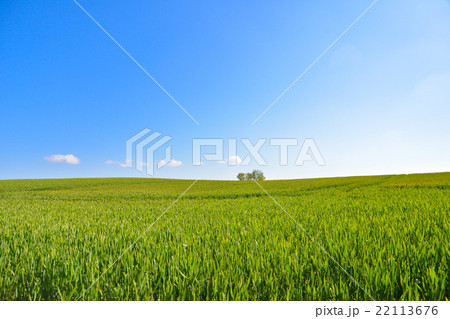 デンマークの青空　 22113676