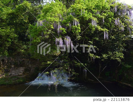 山口県の藤の名所 山口県の藤の名所 22113876