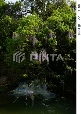 山口県藤の名所 22114106