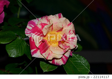 絞り花のバラが咲いた 22114117