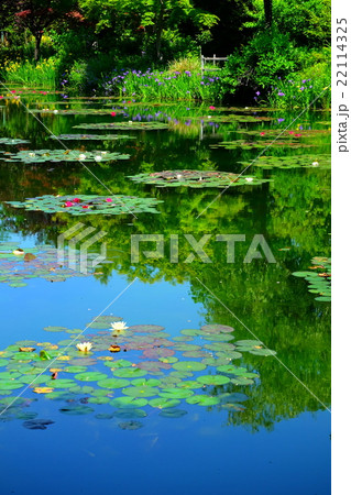 睡蓮の花咲くモネの庭 睡蓮の花咲くモネの庭 22114325