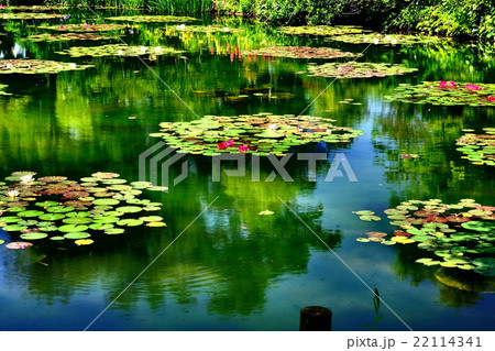 睡蓮の花咲くモネの庭 22114341