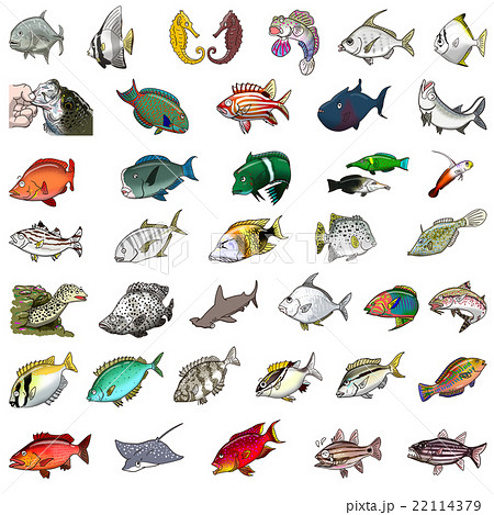 ユニークな魚のイラストのイラスト素材 22114379 Pixta
