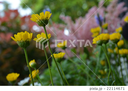 春から初夏の寄せ植え 花壇 クリサンセマム アスチルベ他の写真素材