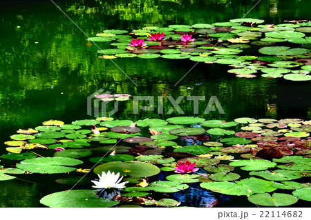 睡蓮の花咲くモネの庭 22114682