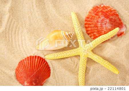 Fingerfish and seashells in sand Fingerfish and seashells in sand 22114801