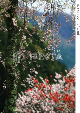 しだれ桜と花桃 しだれ桜と花桃 22115376