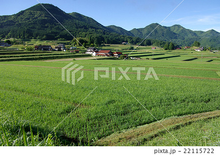 田園風景初夏　棚田　三つ子山　青空　快晴 22115722