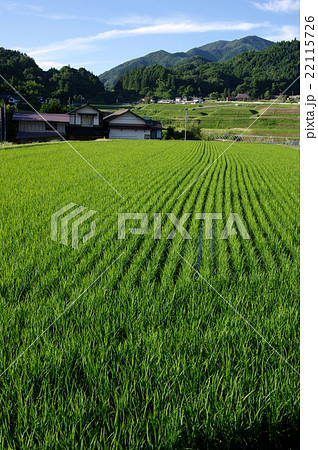 田園風景初夏 水田 福田頭 青空 田園風景初夏 水田 福田頭 青空 22115726