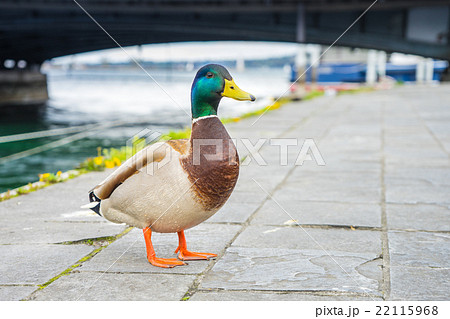mallard duck in Geneve, Switzerland 22115968
