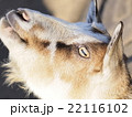 わかってる 22116102