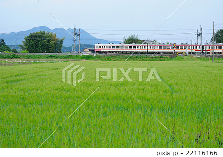 麦畑の中を行く東武日光線の電車 22116166