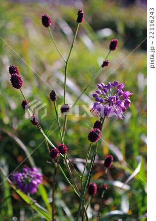 ワレモコウ　ヤマラッキョウ 22116243