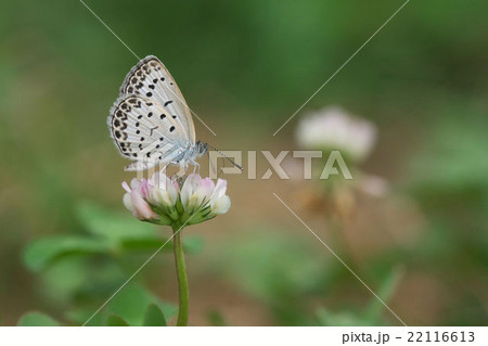 ヤマトシジミ 22116613
