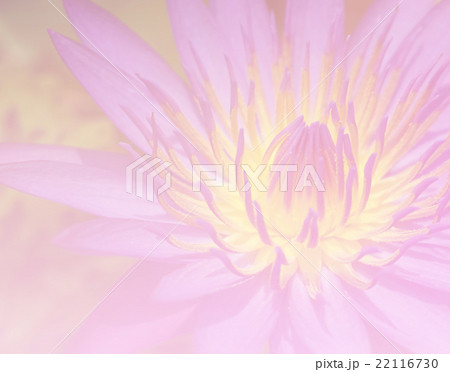 Flower lotus background 22116730