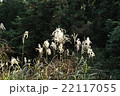 すすきの輝き 22117055