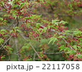 もみじの花 22117058