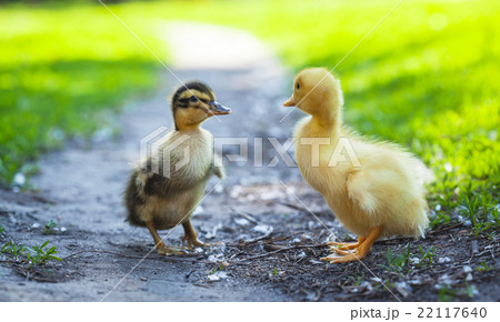 fluffy chicks walks in green grass fluffy chicks walks in green grass 22117640