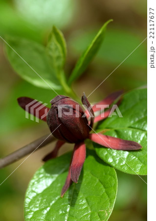 クロバナロウバイ クロバナロウバイ 22117677